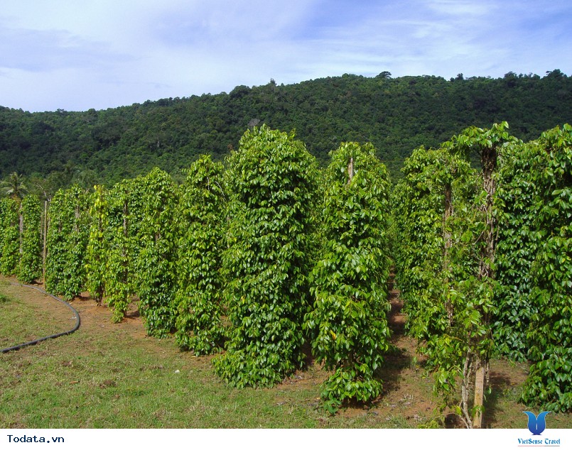 vườn Tiêu Phú Quốc 2